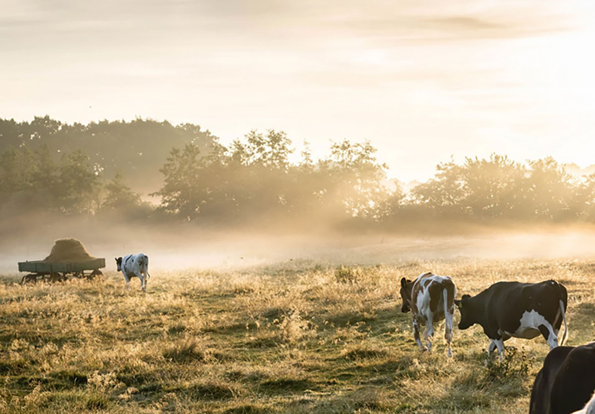 The Difference Between Grass-Fed And Grain-Fed Beef